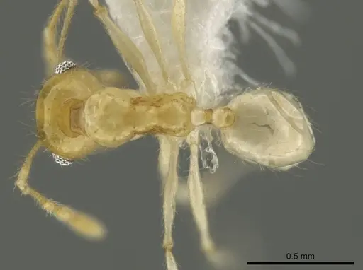 Pheidole noar specimen