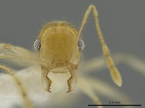 Pheidole noar specimen