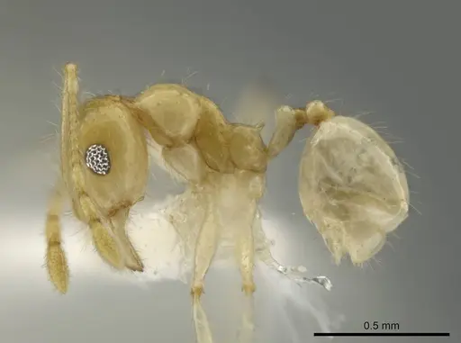 Pheidole noar specimen