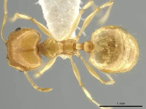 Pheidole noar - JTLC000016472