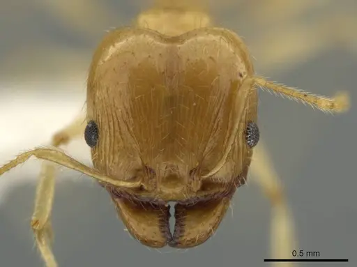 Pheidole noar - JTLC000016472