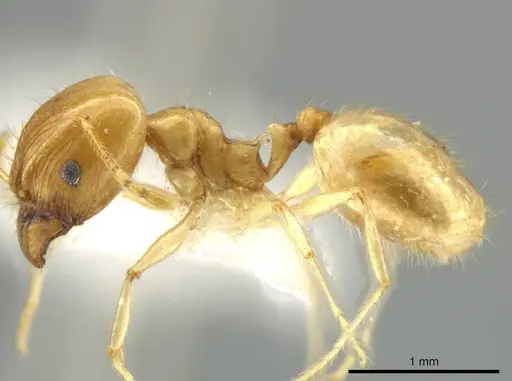 Pheidole noar - JTLC000016472