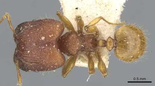 Pheidole nodgii specimen