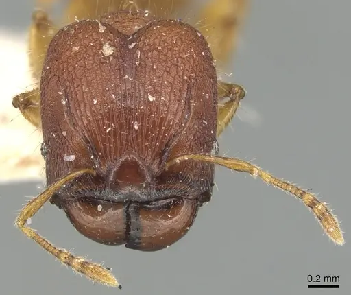 Pheidole nodgii specimen