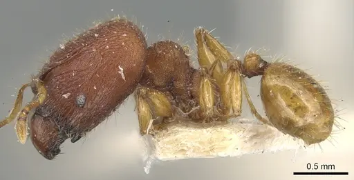 Pheidole nodgii specimen