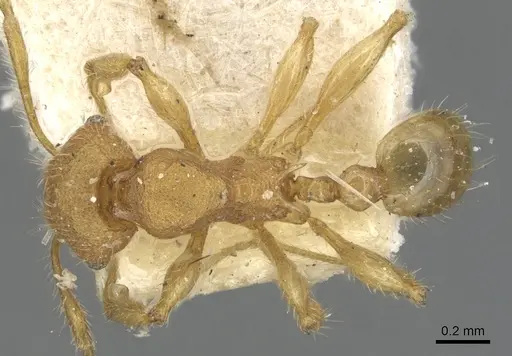 Pheidole nodgii - CASENT0904238