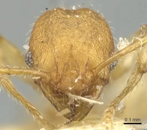 Pheidole nodgii - CASENT0904238