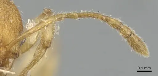 Pheidole nodgii - CASENT0904238