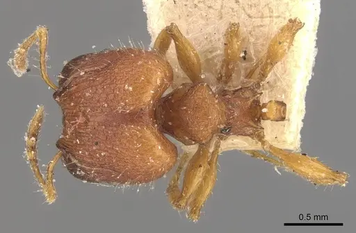 Pheidole nodgii - CASENT0907979