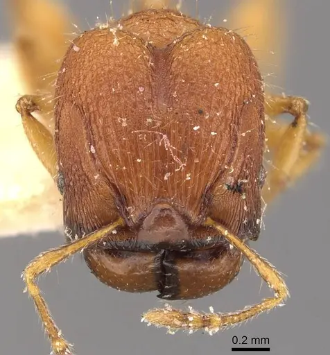 Pheidole nodgii - CASENT0907979