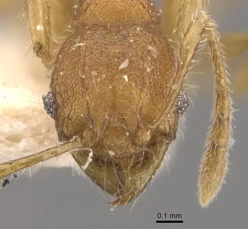 Pheidole nodgii - CASENT0907980