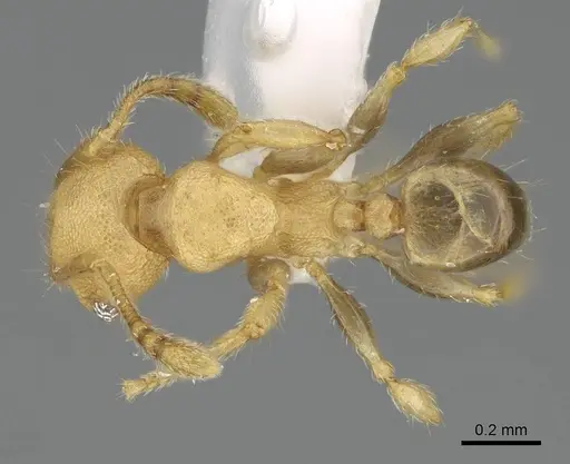 Pheidole nodgii - CASENT0919938