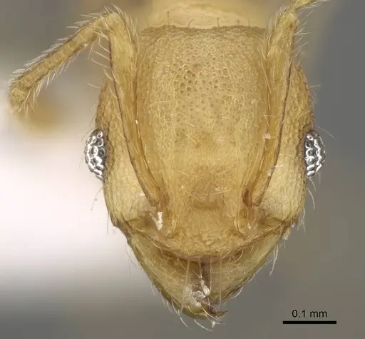 Pheidole nodgii - CASENT0919938