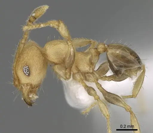 Pheidole nodgii - CASENT0919938
