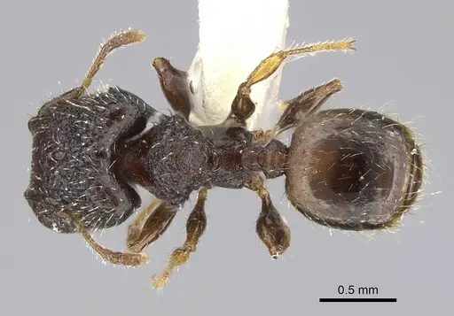 Pheidole nodgii - CASENT0919939