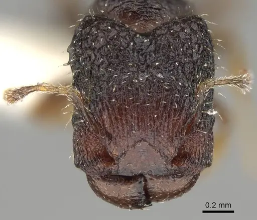 Pheidole nodgii - CASENT0919939