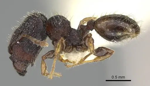 Pheidole nodgii - CASENT0919939