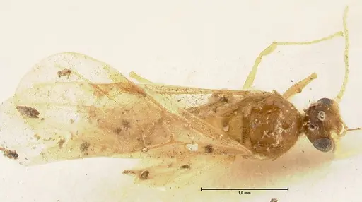 Pheidole nodgii - FOCOL1362