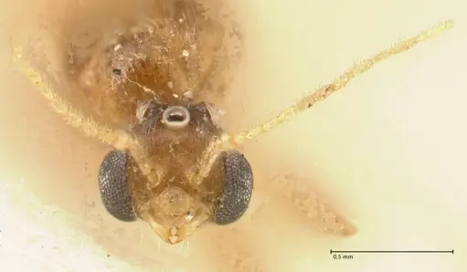 Pheidole nodgii - FOCOL1362