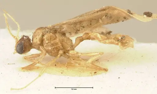 Pheidole nodgii - FOCOL1362