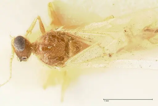 Pheidole nodgii - FOCOL1363