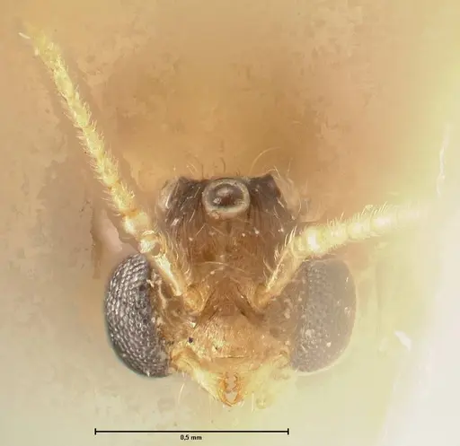Pheidole nodgii - FOCOL1363