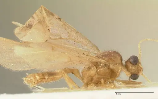 Pheidole nodgii - FOCOL1363