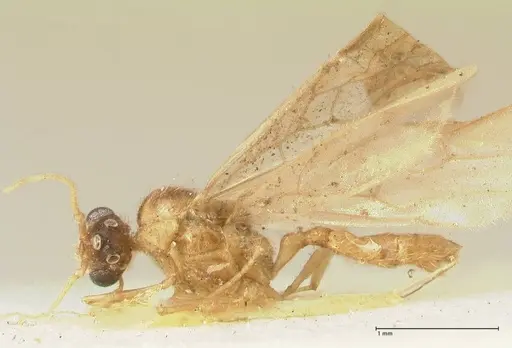 Pheidole nodgii - FOCOL1363