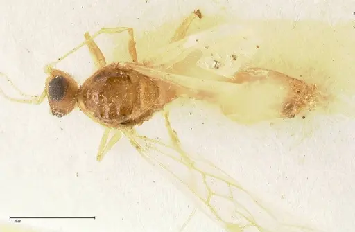 Pheidole nodgii - FOCOL1364