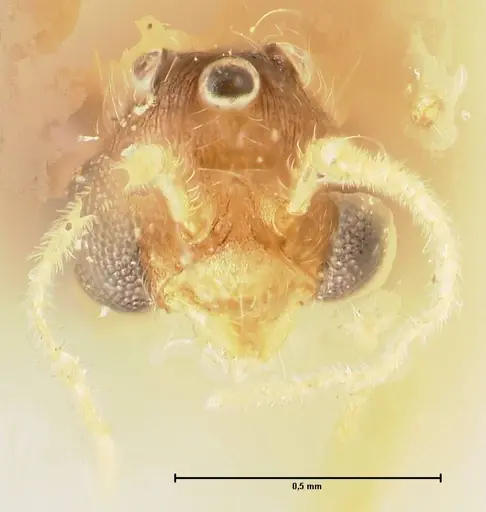Pheidole nodgii - FOCOL1364