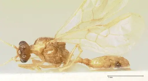 Pheidole nodgii - FOCOL1364