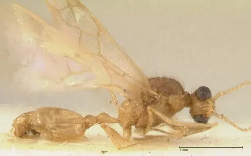 Pheidole nodgii - FOCOL1364