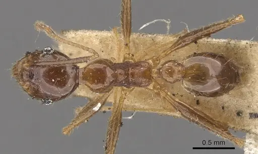 Pheidole nodifera specimen