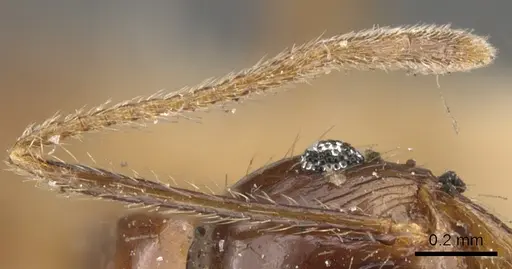 Pheidole nodifera specimen