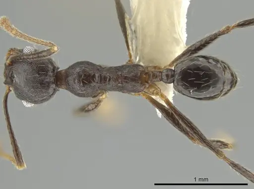 Pheidole nubicola specimen