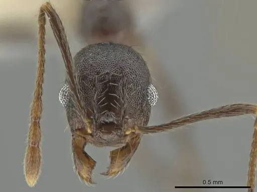 Pheidole nubicola specimen
