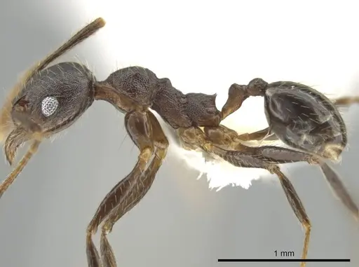 Pheidole nubicola specimen