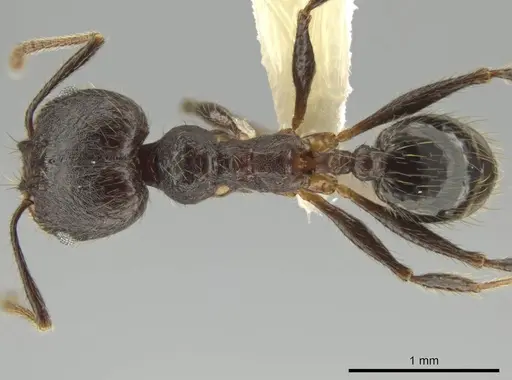 Pheidole nubicola - CASENT0640821