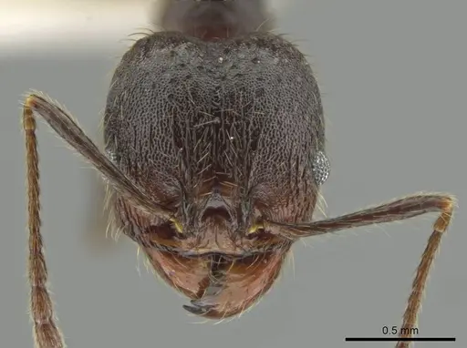 Pheidole nubicola - CASENT0640821