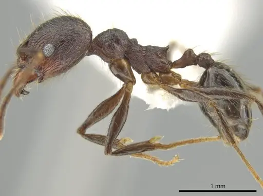 Pheidole nubicola - CASENT0640821
