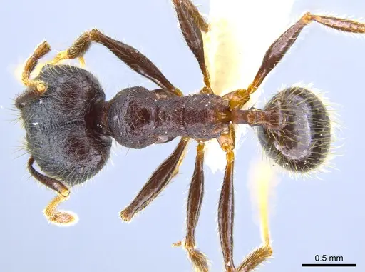 Pheidole nubicola - CASENT0641060