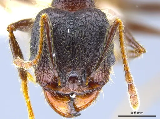 Pheidole nubicola - CASENT0641060