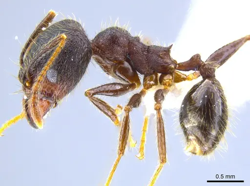 Pheidole nubicola - CASENT0641060