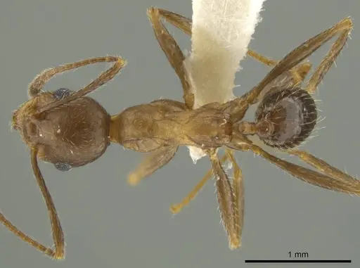 Pheidole nubicola - CASENT0645852