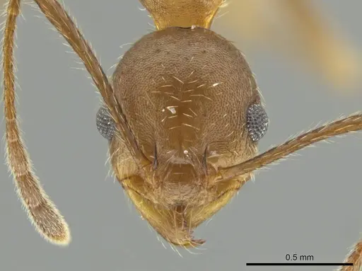 Pheidole nubicola - CASENT0645852