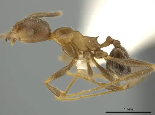Pheidole nubicola - CASENT0645852