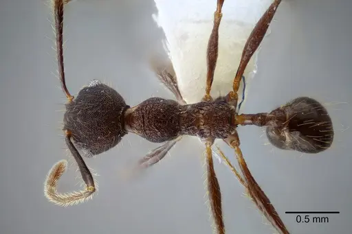 Pheidole nubicola - CASENT0649611