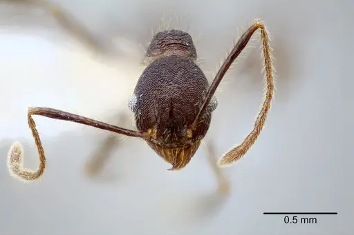 Pheidole nubicola - CASENT0649611