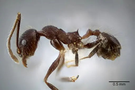 Pheidole nubicola - CASENT0649611