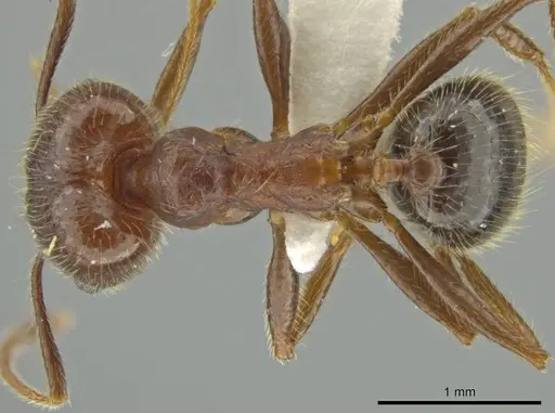 Pheidole nubicola - JTLC000016492